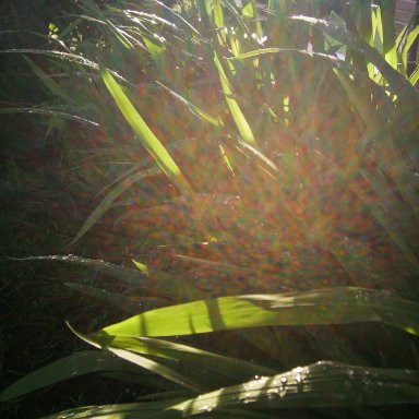 light_grass
